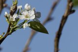 Blossoming Beauty
