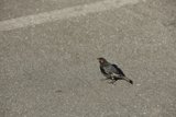 The Roadside Sparrow at SF Zoo