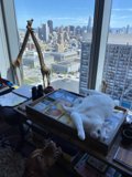 Urban Cat Nap