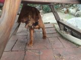 Hidden Treats