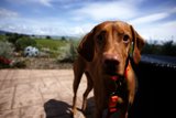 Vineyard Adventures with Furry Friends