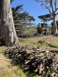 Wood Pile at San Francisco Zoo