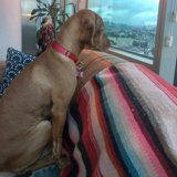Cozy Canine Contemplation