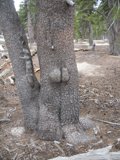 Whimsical Tree