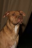 Affectionate Pit Bull