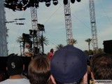 Party in the Palm Trees