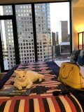 Feline Fashionista