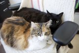 A Purrfect Pair