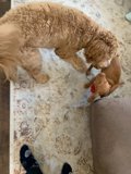Poodle Pals