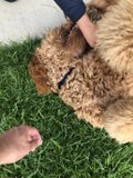 A Poodle's Dream