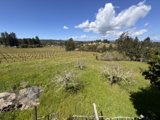 Elevated View of Sebastopol Vineyard