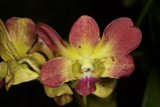 Vibrant Orchid Beauty