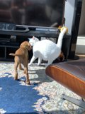 Furry Friends' Playtime