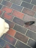 Canine on Cobblestones