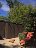 Relaxing in the Backyard
