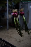 Onion Duo in Pescadero's Secret Beach