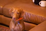 Home Comforts with Furry Friends - November 2023