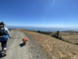 A Walk in the Wild with a Four-Legged Friend