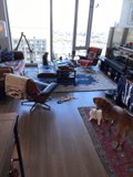 Living Room Pooch