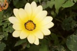 Sunny Treasure Flower