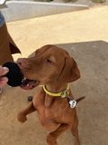 Playful Vizsla enjoys ball time with owner