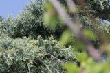 Verdant Whispers of Spring