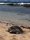 Turtle Sunbathing on the Beach