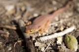 Tiny Orange Lizard Among Leaves