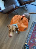 Stylish Pup Backpack