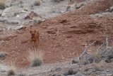 Lone Dog on a Hill