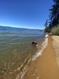A Golden Retriever's Beach Adventure