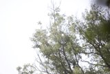 Flight Above the Tree