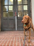 Brown Vizsla on Brick Path