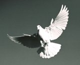 Soaring Serenity