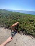 Canine Walk in Jenner