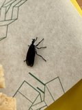 Interlude with a Bug