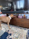 Canine Entertainment