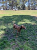 Majestic Vizsla in the Grass