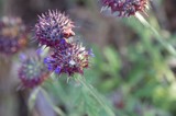 Spiny Purple Sage Blooms on Mount Diablo
