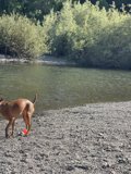 Frisbee Fun on Monte Rio Beach