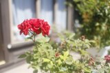 Red Rose Bouquet
