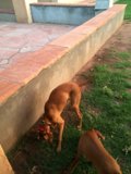 Two Canine Friends Meet Outdoors