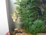 Peaceful Aquatic Life