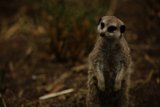 Vigilant Meerkat - A Moment Frozen in Time