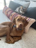 Furry Friends on the Couch