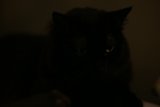 Companions in the Shadows