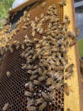 Busy Bees at Work