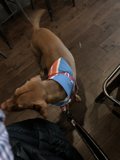 Fashionable Hound