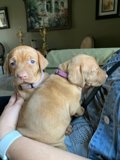 Puppies Cuddle Up in Lap of Luxury