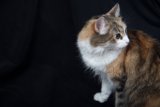 Calico Cutie